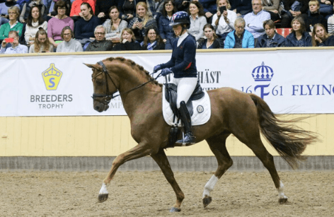 Sveriges bedste dressurheste