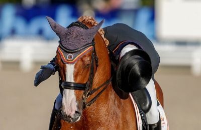 Lusitano - Das Charakterpferd