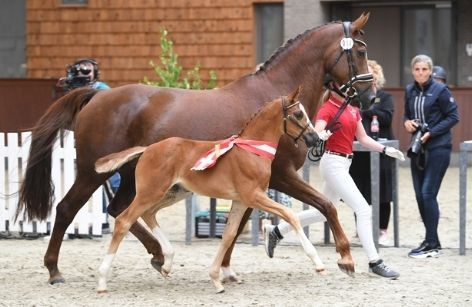 Dansk Varmblods dyreste føl