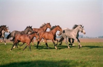 Deutschsprachige Filme und Serien!