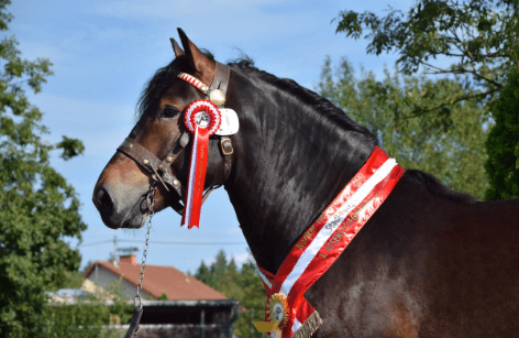 Die Champions der Zuchtsaison 2020