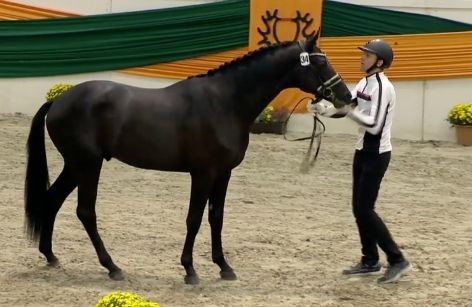 Danske Trakehner hingste