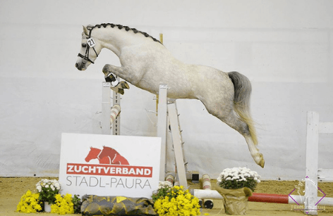 18. Österreichische Freispringchampionat  - Die Sieger