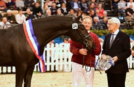 Præmiehingste i Holsten