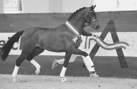 Wir nehmen Abschied von AWÖ Körsieger Fabergé EP!