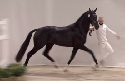 Ny hingst til Blue Hors