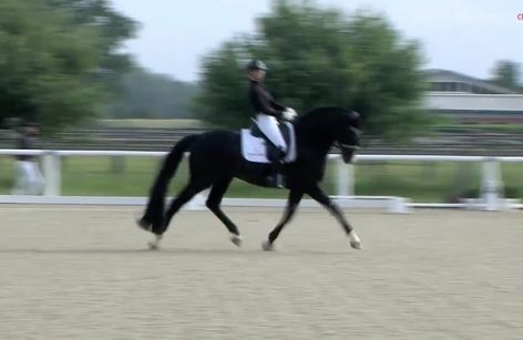 Qualifizierte Pferde für die zweite Sichtung zur WM der jungen Dressurpferde