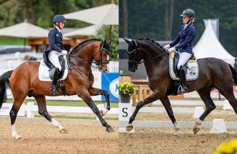 Nominierte zur Weltmeisterschaft der jungen Dressurpferde in Verden