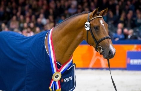 KWPN Stallion Show - Kampioens- en premiehengsten