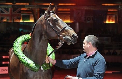 BWP hengstenkeuring - Goedgekeurde hengsten