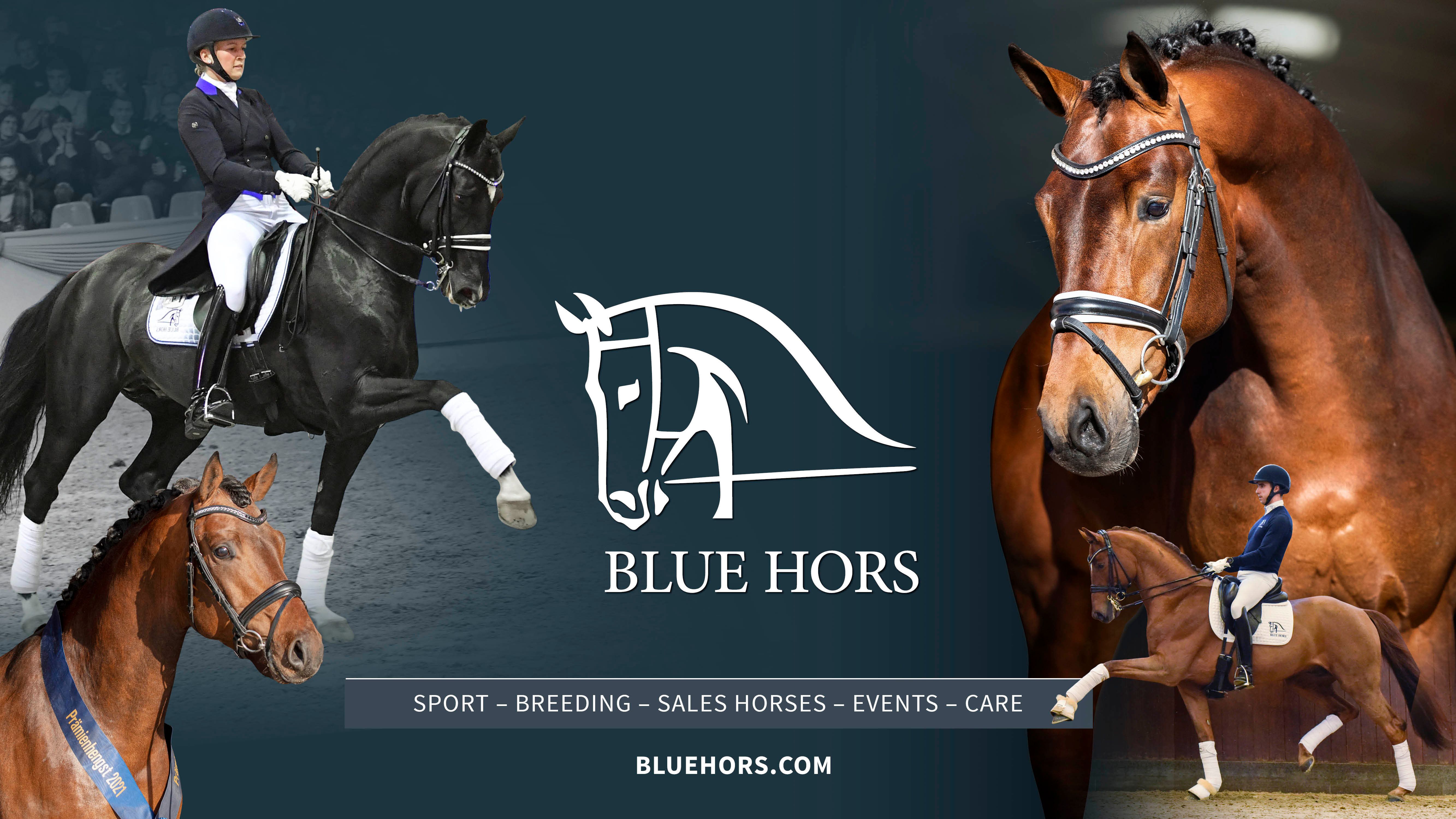 Højdepunkter fra Blue Hors Hingstefremvisning 2023