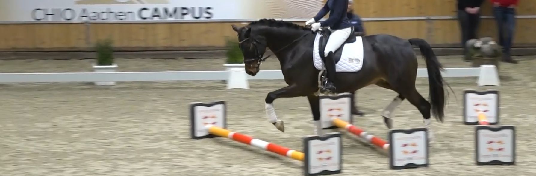 Cavaletti-Arbeit mit Jungpferden