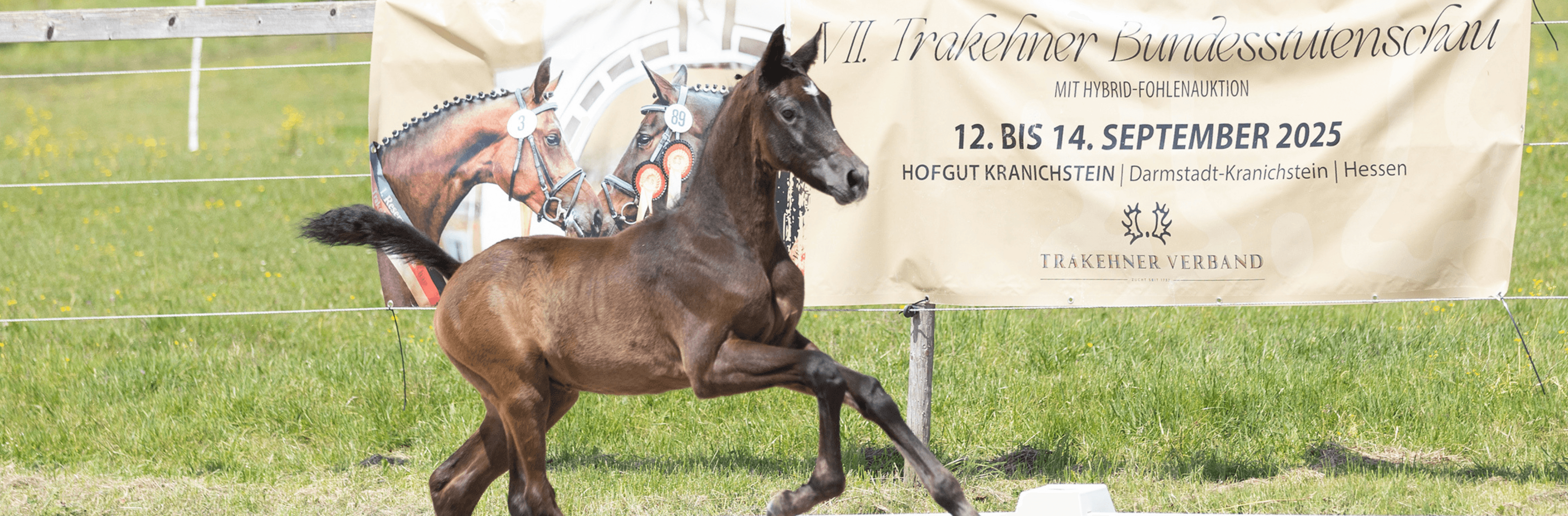 Trakehner Foal Auction in Kranichstein