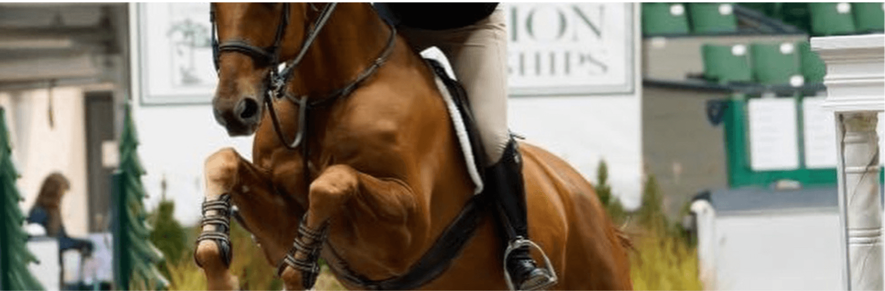 The 50th Anniversary of the New England Equitation Championships