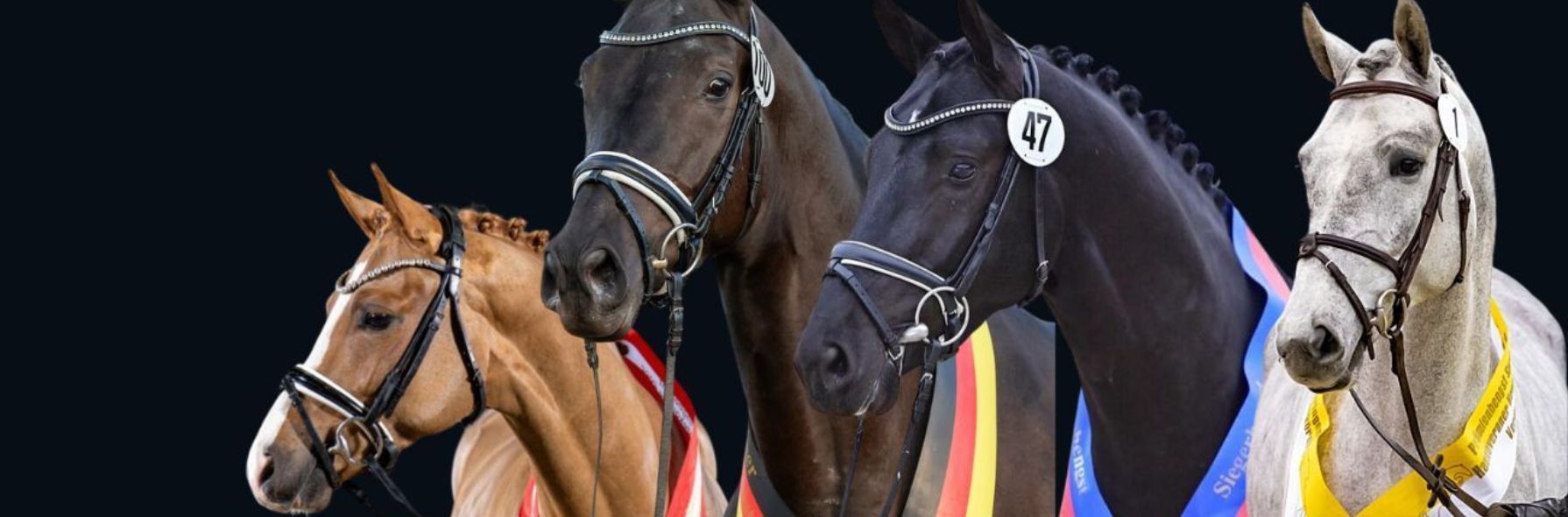 Körungen 2025 / 2026