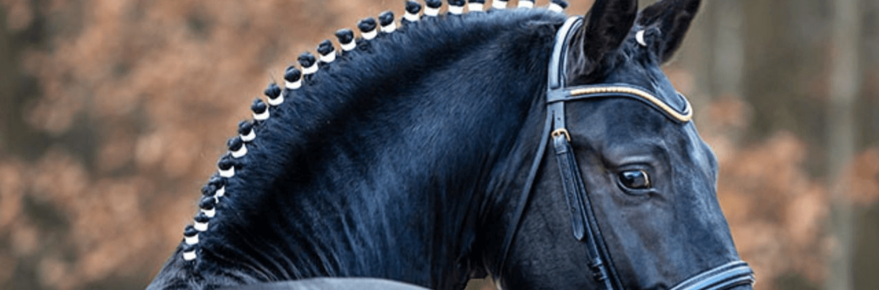 Moritzburger Hengsttage 2025