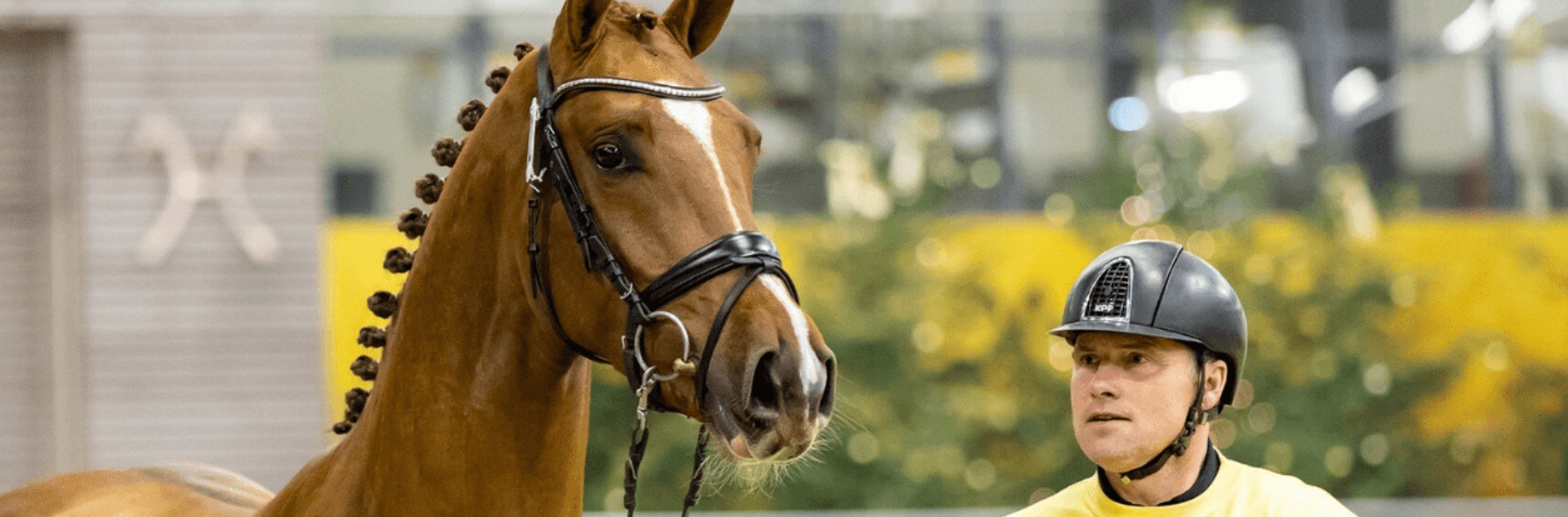 Verdener Hengstkörung mit Springpferdemasters und Hengstmarkt