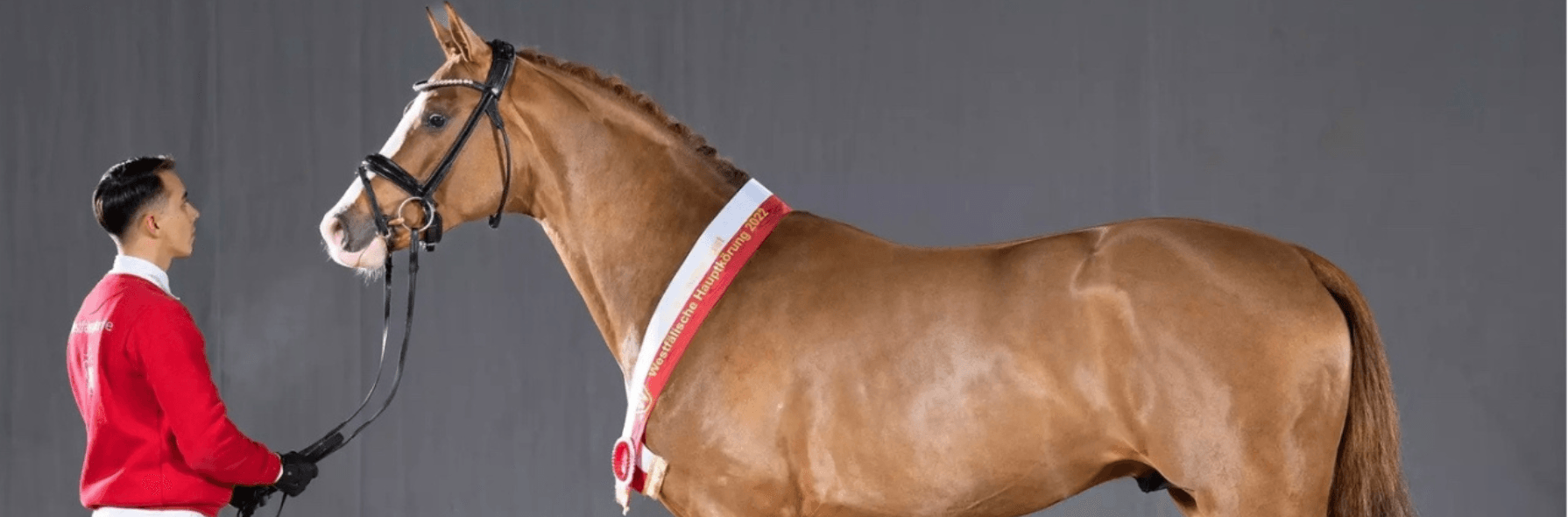 Westfälische Reitpferdekörung 2025