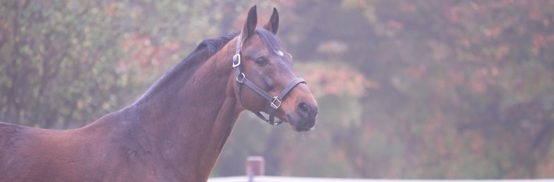 Eine neue Folge Breeding Legends: COMME IL FAUT