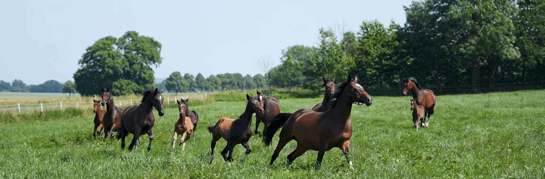 The Story of... Trakehner