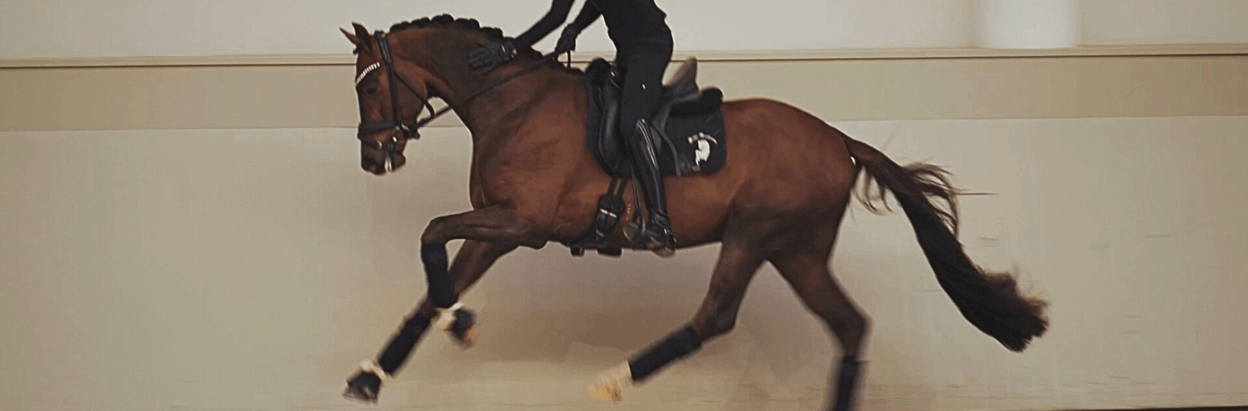 Erfahrener Vererber oder doch Junghengst?