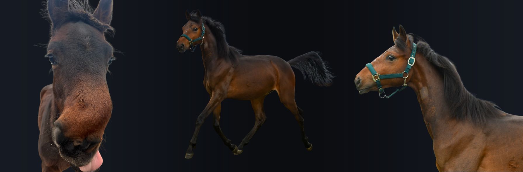 The Story of... Clippy Naseweiß