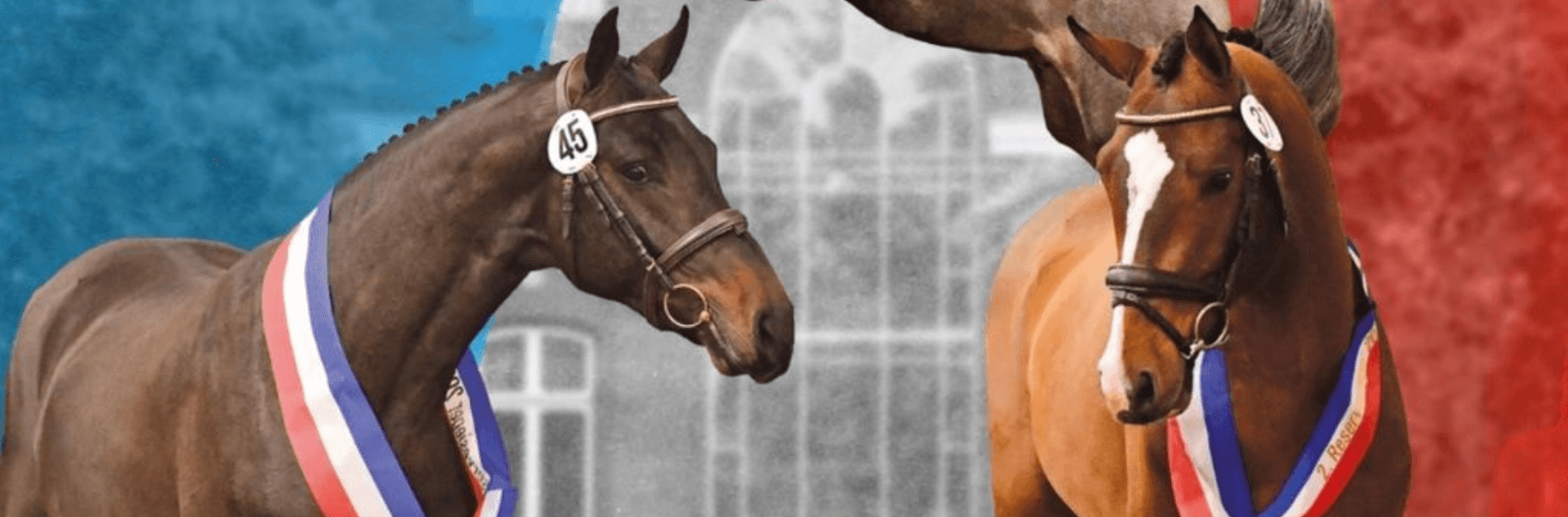 55. Holsteiner Körung und Eliteauktion