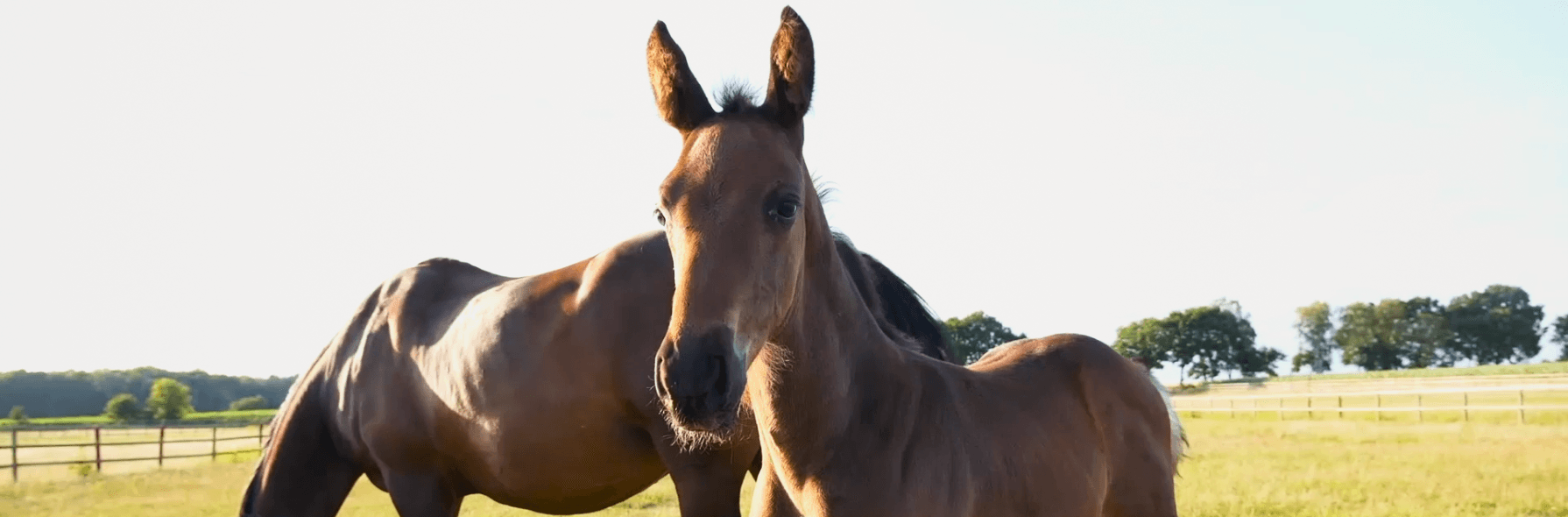 Die ersten Schritte als Züchter