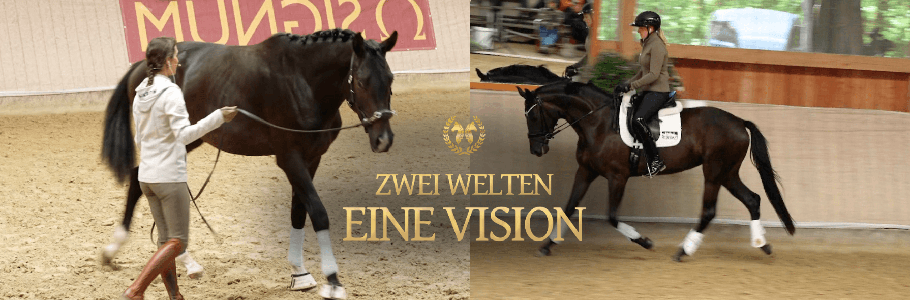 Kommunikation als Basis in der Jungpferdeausbildung