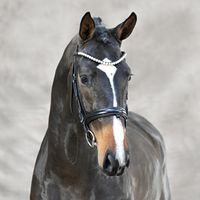 Zinedine / Balou Du Rouet