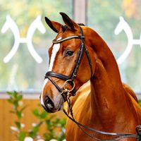 Hengst von Diro / Baloubet Du Rouet