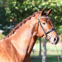 Earl of Nymphenburg 3