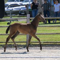 Calma von der Mittelerde