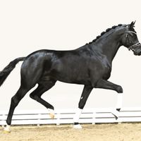 Hengst von Raven X van Vivaldi