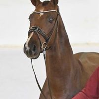 Hengst V. Bonds - For Romance I