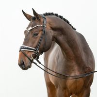 Hengst von Eldorado van de Zeshoek x Balou du Rouet