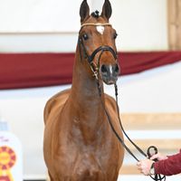 Hengst V. Casalido - Lasino