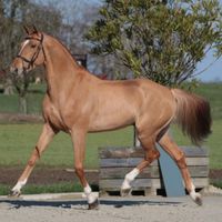 Gancio Van't Smisveld Z