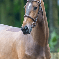 ORANGE LADY VAN DE HAGENHORST