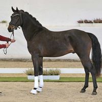 Hengst V. Total Diamond Ps - Don Girovanni