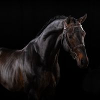 Coup de Foudre 1919 Z