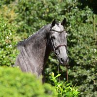 Diamante Van't Laar Z