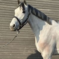 Coca Du Haut Du Roy Z