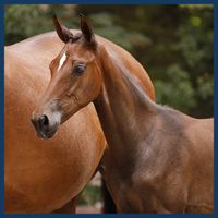 Kalii van Het Hulshof Z