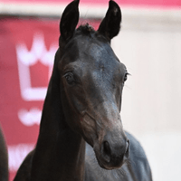 Heiline's Fynch Power