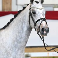 Hengst V. Johnson - Benicio