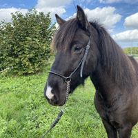 Amor Frá Augastöðum