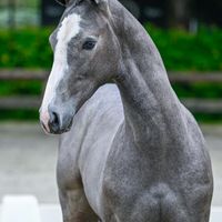 Quel Surprice Axelhoeve Z