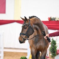 Hengst V. Kassander van 'T Roosakker - Corlensky G