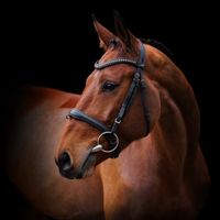 Dali van Schuttershof Z